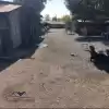 VENDE CASA CON TERRENO EN EL CENTRO DE CHILLAN