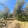 PARCELA SEMI PLANA CON ARBOLES NATIVOS