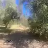 PARCELA SEMI PLANA CON ARBOLES NATIVOS