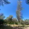 PARCELA SEMI PLANA CON ARBOLES NATIVOS