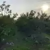 Parcela De 20.000 M2 Rol Propio Con Arboles Frutales Como Paltos, Nogales, Etc