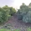 Parcela De 20.000 M2 Rol Propio Con Arboles Frutales Como Paltos, Nogales, Etc